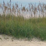 Grass in Wind